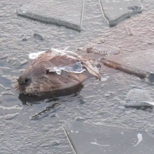 Icebeavers